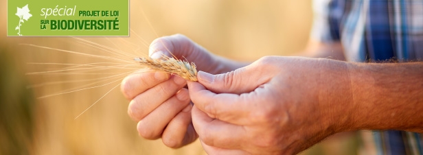 L'échange des semences entre agriculteurs